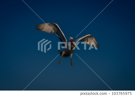 Dalmatian pelican flies spreading wings and feet Dalmatian pelican flies spreading wings and feet 103765975