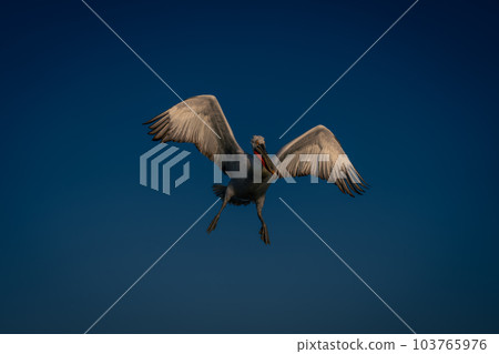 Dalmatian pelican flies stretching wings and feet Dalmatian pelican flies stretching wings and feet 103765976