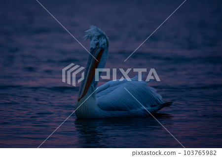 Dalmatian pelican floating at dawn across lake Dalmatian pelican floating at dawn across lake 103765982
