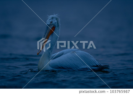 Dalmatian pelican floating in profile on lake Dalmatian pelican floating in profile on lake 103765987