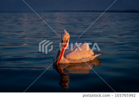 Dalmatian pelican floating on lake casting reflection Dalmatian pelican floating on lake casting reflection 103765992
