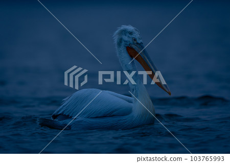 Dalmatian pelican floating on lake in profile Dalmatian pelican floating on lake in profile 103765993