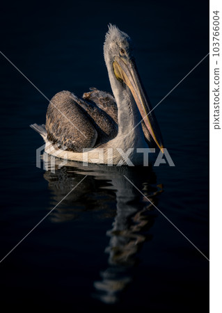 Dalmatian pelican floats casting reflection on lake Dalmatian pelican floats casting reflection on lake 103766004