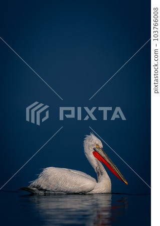 Dalmatian pelican floats in water in profile Dalmatian pelican floats in water in profile 103766008