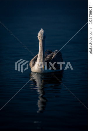 Dalmatian pelican floats on lake casting reflection Dalmatian pelican floats on lake casting reflection 103766014