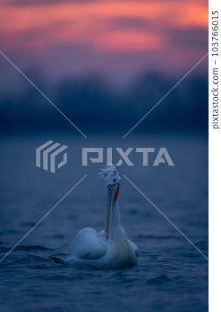Dalmatian pelican floats on lake cocking head Dalmatian pelican floats on lake cocking head 103766015