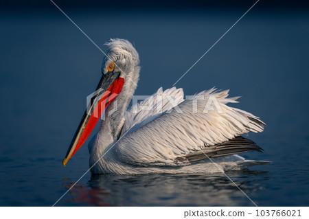 Dalmatian pelican floats on water in profile 103766021