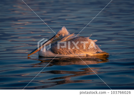 Dalmatian pelican floats resting bill on neck Dalmatian pelican floats resting bill on neck 103766026