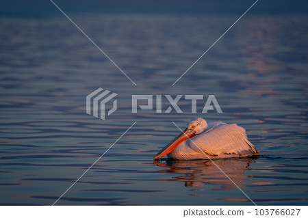 Dalmatian pelican floats resting head on body Dalmatian pelican floats resting head on body 103766027
