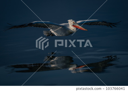 Dalmatian pelican glides across lake casting reflection 103766041