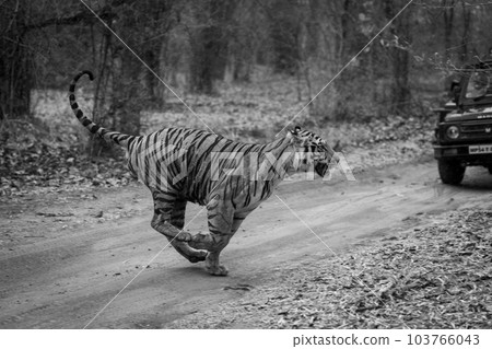 Mono tiger runs past jeep on track 103766043