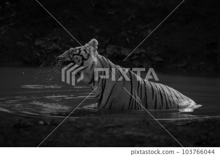 Mono tiger sits in waterhole shaking head 103766044
