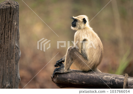Northern plains gray langur sits on gate 103766054