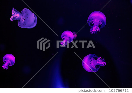 macro photography underwater cannonball jellyfish macro photography underwater cannonball jellyfish 103766711