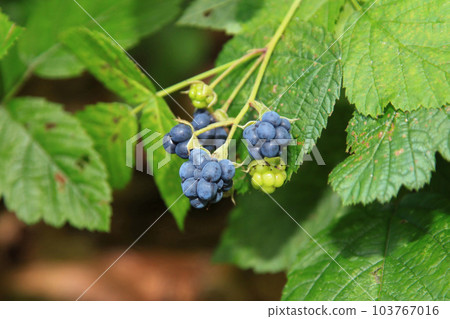 Fruits of the blackberry Fruits of the blackberry 103767016