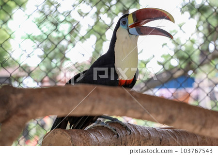The toco toucan bird on the wood 103767543