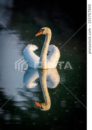 A Mute Swan on a Lake 103767800