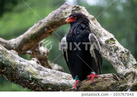 Daruma eagle from Tama Zoological Park Daruma eagle from Tama Zoological Park 103767848