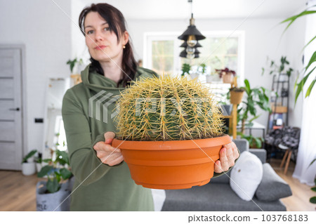 Large echinocactus Gruzoni in the hands of a woman in the interior of a green house with shelving collections of domestic plants. Home crop production, plant breeder admiring a cactus in a pot 103768183