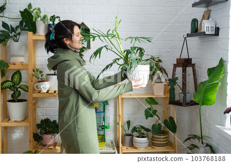 Large philodendron elegance with carved leaves in the hands of woman in the interior of a green house with shelving collections of domestic plants. Home crop production Large philodendron elegance with carved leaves in the hands of woman in the interior of a green house with shelving collections of domestic plants. Home crop production 103768188