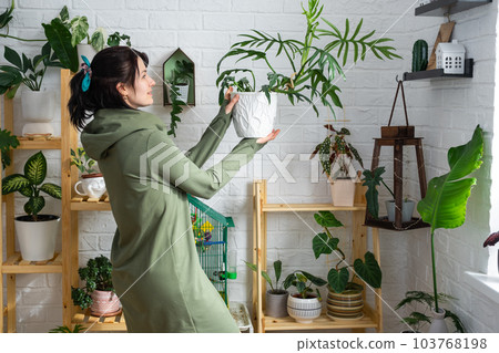 Large philodendron elegance with carved leaves in the hands of woman in the interior of a green house with shelving collections of domestic plants. Home crop production 103768198
