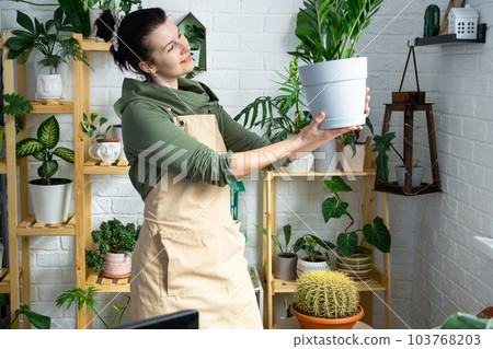 Unpretentious and popular Zamioculcas in the hands of a woman in the interior of a green house with shelving collections of domestic plants. Home crop production 103768203