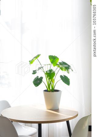 Alocasia of macroriza close-up in the interior on a table in a planter on a white background of a window with a curtain. Houseplant Growing and caring for indoor plant, green home. Minimalism Alocasia of macroriza close-up in the interior on a table in a planter on a white background of a window with a curtain. Houseplant Growing and caring for indoor plant, green home. Minimalism 103768305
