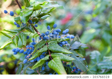 Fruits of the Oregon grape Fruits of the Oregon grape 103768319
