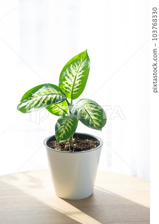 Dieffenbachia Tropic Snow close-up in the interior on a round table in pot on a white background of a window with a curtain. Houseplant Growing and caring for indoor plant, green home. Minimalism 103768330