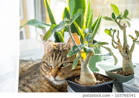 Cat is sleeping on the windowsill with group of indoor plants adenium. The cat's head is lying on a pot with a flower, plants and pets 103768341