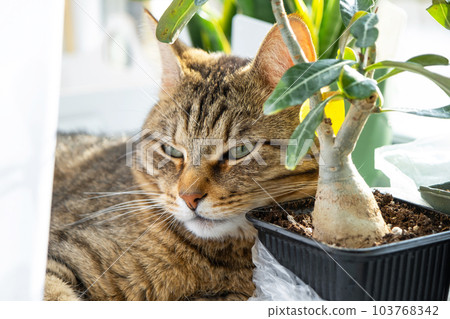 Cat is sleeping on the windowsill with group of indoor plants adenium. The cat's head is lying on a pot with a flower, plants and pets 103768342