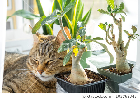 Cat is sleeping on the windowsill with group of indoor plants adenium. The cat's head is lying on a pot with a flower, plants and pets 103768343