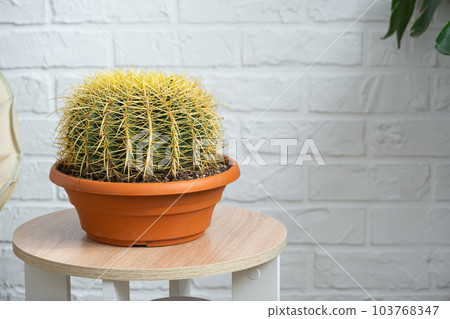 Large echinocactus Gruzoni in the interior close up in white background. Home crop production Large echinocactus Gruzoni in the interior close up in white background. Home crop production 103768347