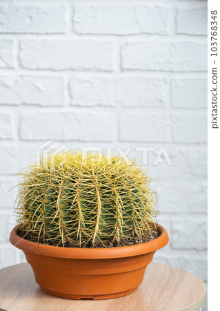 Large echinocactus Gruzoni in the interior close up in white background. Home crop production 103768348