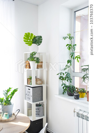 The interior of the house with large windows with a layout and home plants with a monstera minima vine on the slope. Houseplant caring for indoor plant, green home The interior of the house with large windows with a layout and home plants with a monstera minima vine on the slope. Houseplant caring for indoor plant, green home 103768370