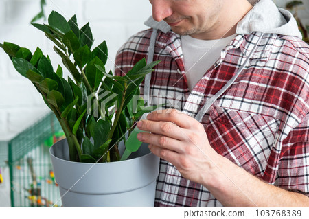 Drip fertilizer for potted plants Zamioculcas, stimulator of development, growth acceleration, home plant care. A bottle of liquid is inserted in the hand of man. Home crop production Drip fertilizer for potted plants Zamioculcas, stimulator of development, growth acceleration, home plant care. A bottle of liquid is inserted in the hand of man. Home crop production 103768389