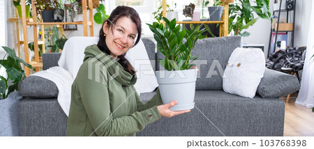 Unpretentious and popular Zamioculcas in the hands of a woman in the interior of a green house with shelving collections of domestic plants. Home crop production Unpretentious and popular Zamioculcas in the hands of a woman in the interior of a green house with shelving collections of domestic plants. Home crop production 103768398