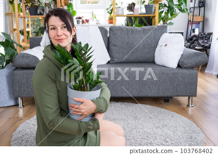 Unpretentious and popular Zamioculcas in the hands of a woman in the interior of a green house with shelving collections of domestic plants. Home crop production Unpretentious and popular Zamioculcas in the hands of a woman in the interior of a green house with shelving collections of domestic plants. Home crop production 103768402