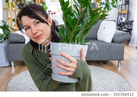 Unpretentious and popular Zamioculcas in the hands of a woman in the interior of a green house with shelving collections of domestic plants. Home crop production Unpretentious and popular Zamioculcas in the hands of a woman in the interior of a green house with shelving collections of domestic plants. Home crop production 103768412