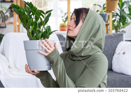 Unpretentious and popular Zamioculcas in the hands of a woman in the interior of a green house with shelving collections of domestic plants. Home crop production Unpretentious and popular Zamioculcas in the hands of a woman in the interior of a green house with shelving collections of domestic plants. Home crop production 103768422