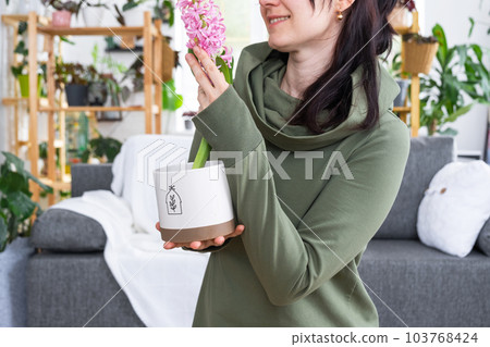 Spring flower hyacinth bloomed at home in a pot in the hands of a woman in the interior of a green house with shelving collections of domestic plants. Home crop production 103768424