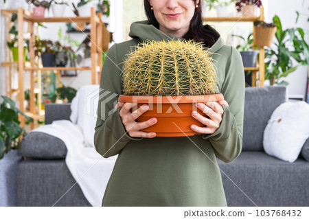Large echinocactus Gruzoni in the hands of a woman in the interior of a green house with shelving collections of domestic plants. Home crop production, plant breeder admiring a cactus in a pot 103768432
