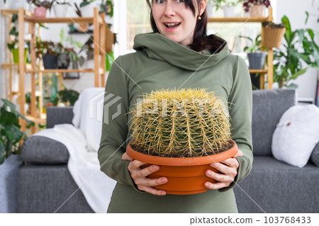 Large echinocactus Gruzoni in hands of surprised and funny emotions woman in interior of green house with shelving collections of domestic plants. Home crop production, admiring a cactus in a pot 103768433