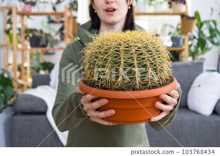 Large echinocactus Gruzoni in hands of surprised and funny emotions woman in interior of green house with shelving collections of domestic plants. Home crop production, admiring a cactus in a pot Large echinocactus Gruzoni in hands of surprised and funny emotions woman in interior of green house with shelving collections of domestic plants. Home crop production, admiring a cactus in a pot 103768434