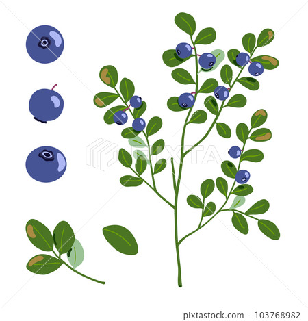 Bilberry vector illustration. Northern blue forest berries and branches with leaves isolated on white background. Hand drawn cartoon organic natural healthy food with vitamins and antioxidants Bilberry vector illustration. Northern blue forest berries and branches with leaves isolated on white background. Hand drawn cartoon organic natural healthy food with vitamins and antioxidants 103768982