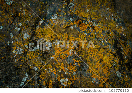 Backdrop with stone texture with orange lichen Backdrop with stone texture with orange lichen 103770110