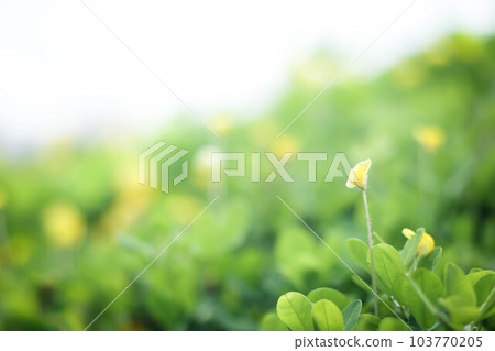 Blurred Abstract natural background in the forest with copy space, Green leave plant landscape, Sustainable development on renewable energy and growing ecological on green energy, ecology, Blurred Abstract natural background in the forest with copy space, Green leave plant landscape, Sustainable development on renewable energy and growing ecological on green energy, ecology, 103770205
