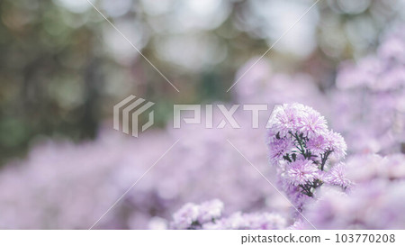 Blurred Abstract natural background in the forest with copy space, Pink flower landscape, Sustainable development on renewable energy and growing ecological on green energy, ecology, environment. Blurred Abstract natural background in the forest with copy space, Pink flower landscape, Sustainable development on renewable energy and growing ecological on green energy, ecology, environment. 103770208