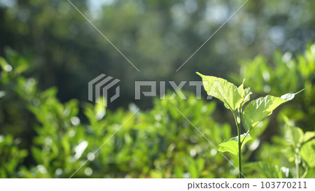 Blurred Abstract natural background in the forest with copy space, Green plant landscape, Sustainable development on renewable energy and growing ecological on green energy, ecology, environment. 103770211
