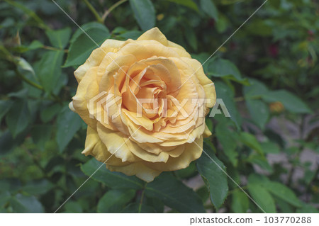Rose bush with flower and leaves, close up 103770288